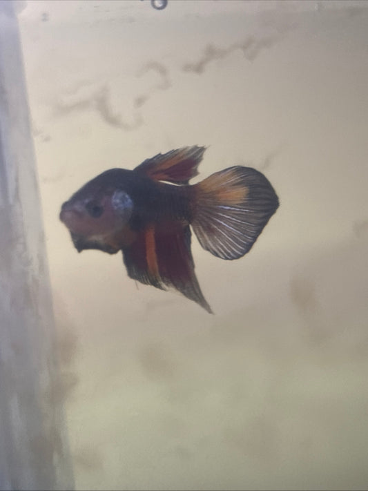 Splendens Nemo Wild Betta Males