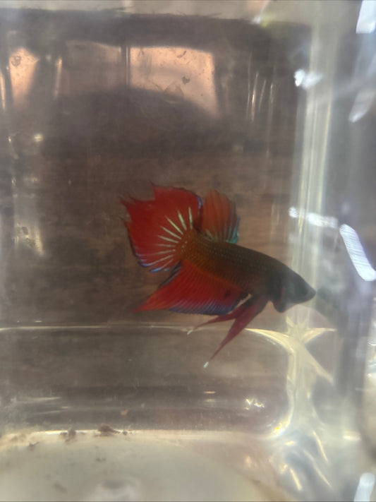 Splendens wild betta male