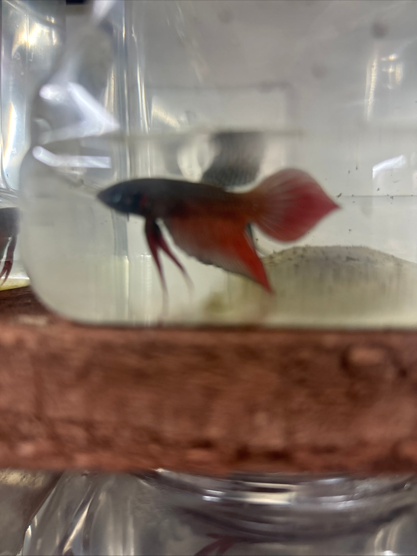 Splendens wild betta male