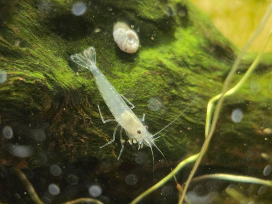 White Amano Ornamental