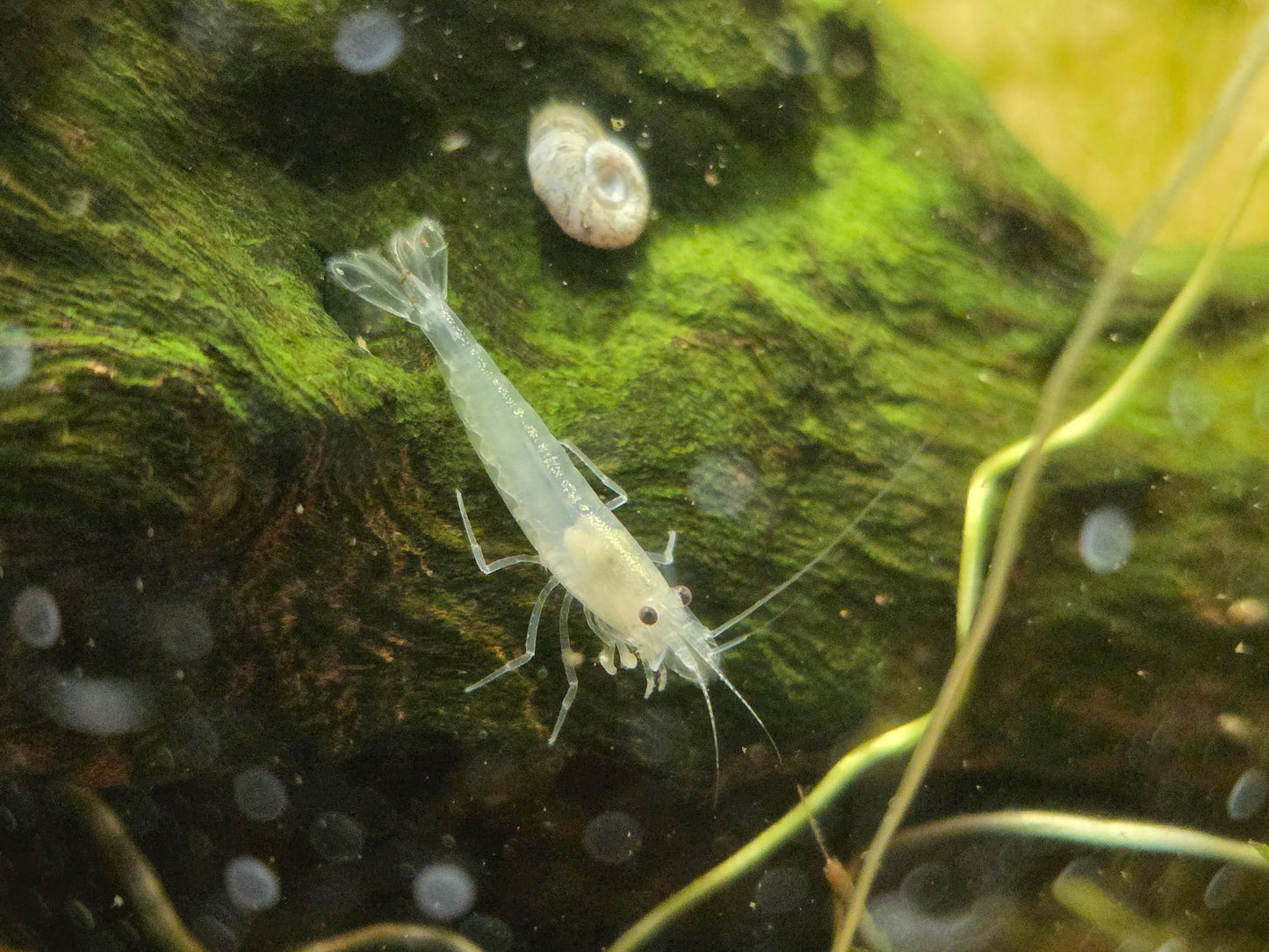 White Amano Ornamental