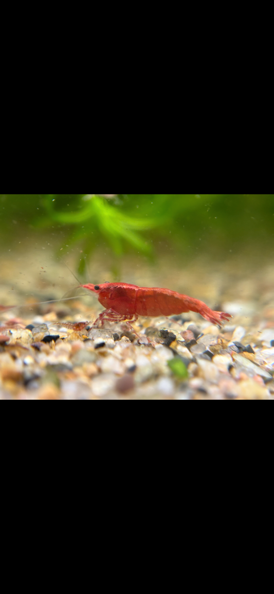 FIRE RED plus for DOA