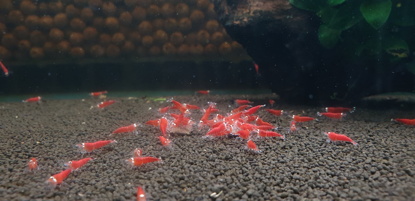 Super Red King Kong. Breeder Ji Hong