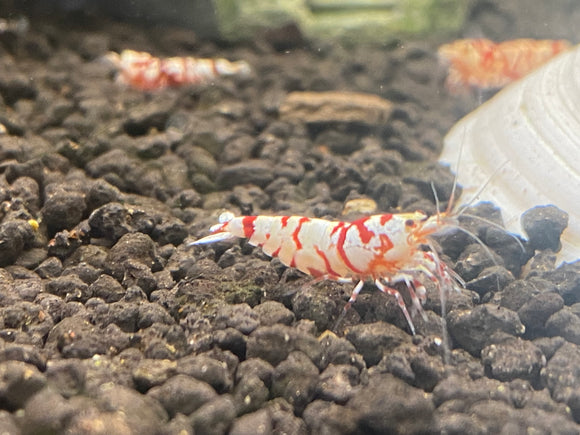 Red Fancy Tiger Shrimp A/S  plus for DOA