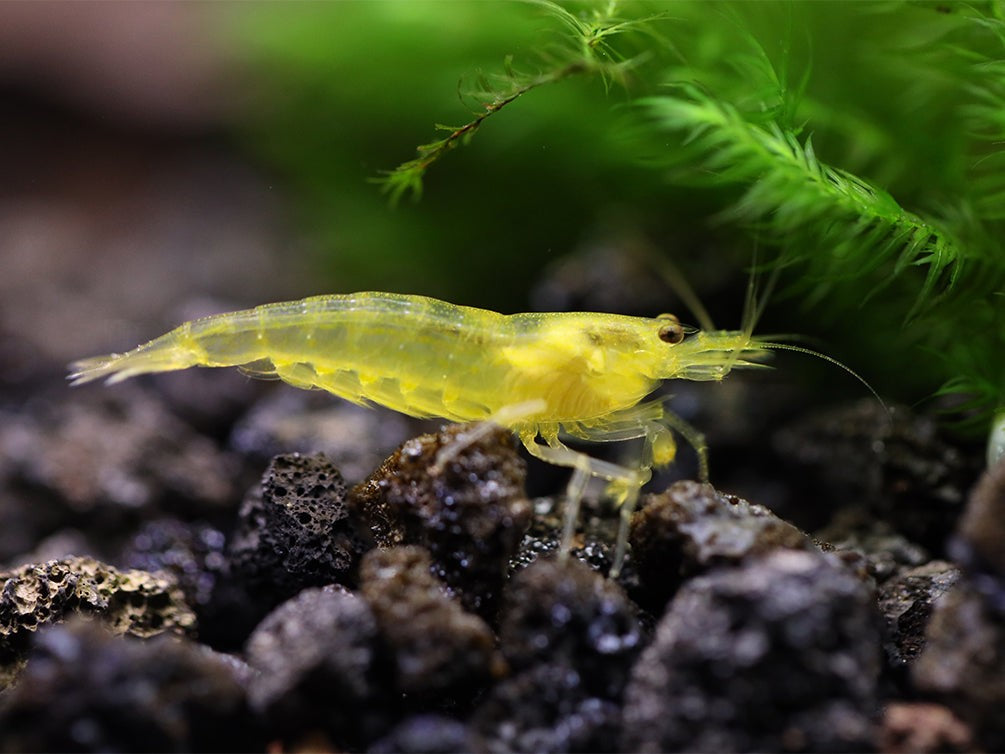 Lemon lime Amano
