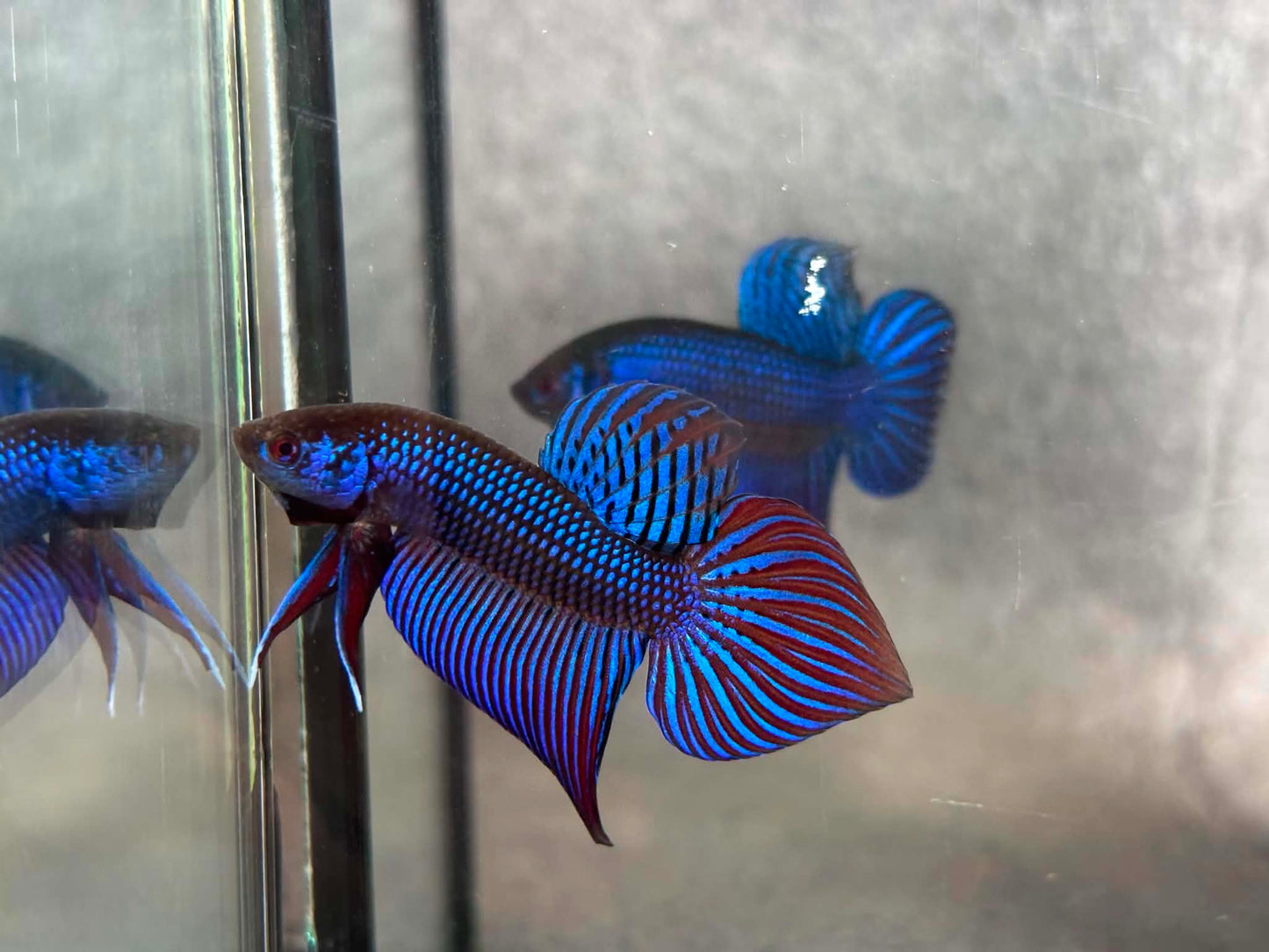 Blue Mahachai wild betta male