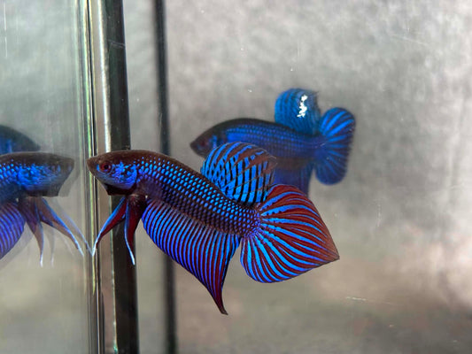 Blue Mahachai wild betta male