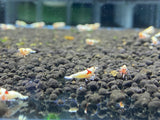 PRL/Pure Red Line Shrimp Grade SS Mosura Shrimp (PACK OF 5+1 for DOA extra)