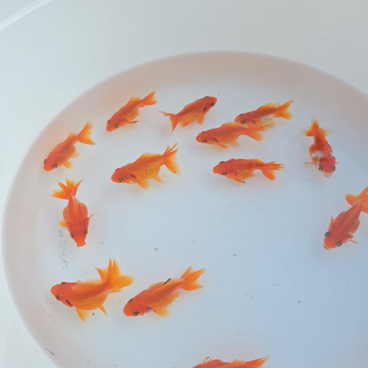 Red Ryukin Juvenile / Set of three