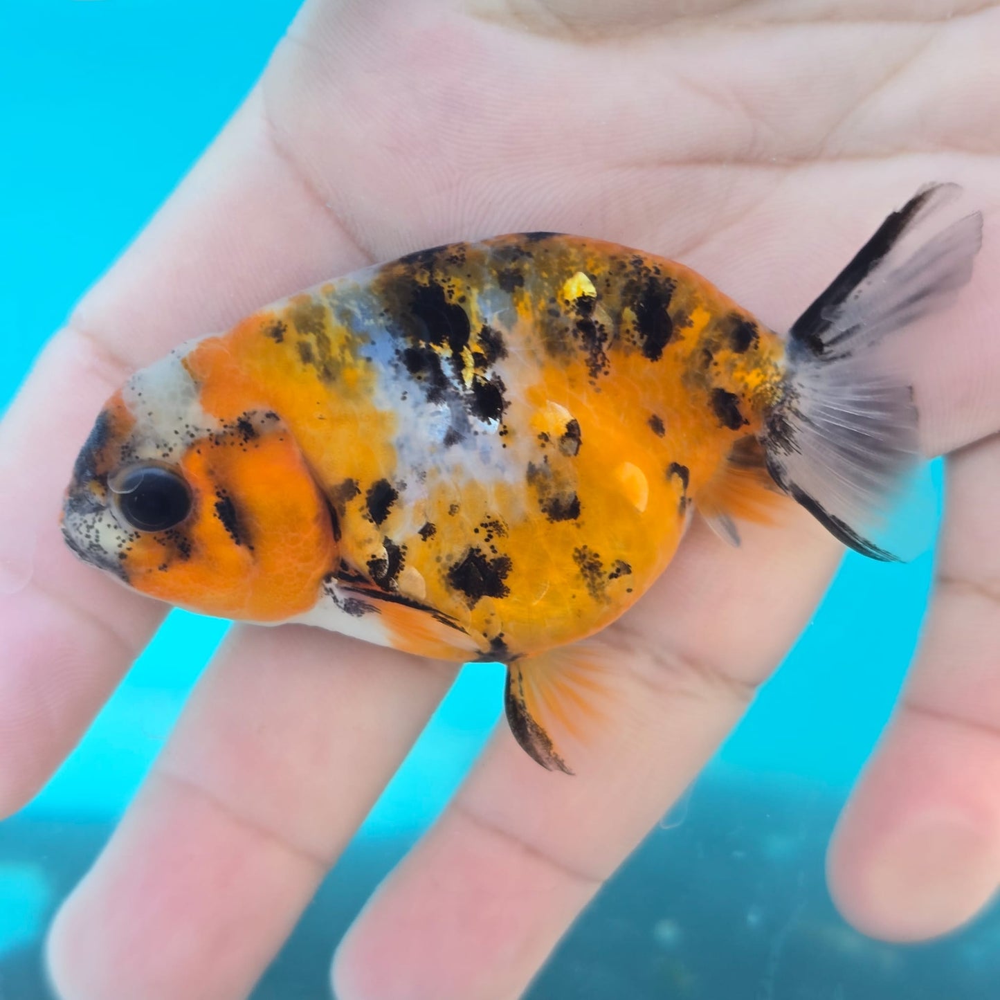 Calico Ranchu Juvenile