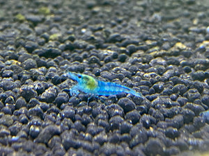 Blue Velvet Shrimp/ Blue Jelly plus for DOA