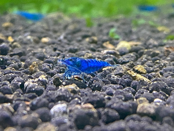 Blue Dream/ Ultra Blue Shrimp plus for DOA