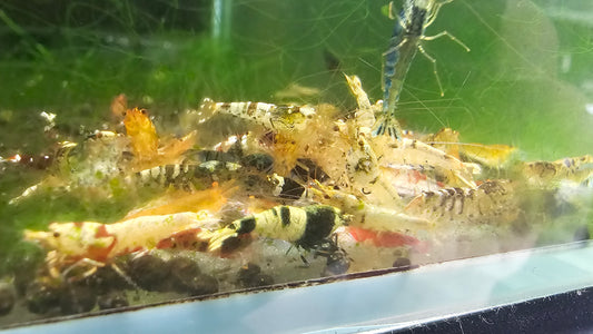 Caridina adult mixed males