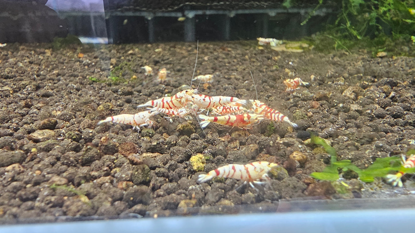 RED FANCY TIGER