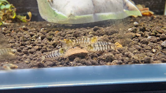 Zebra Babaulti Shrimp plus for DOA extra)