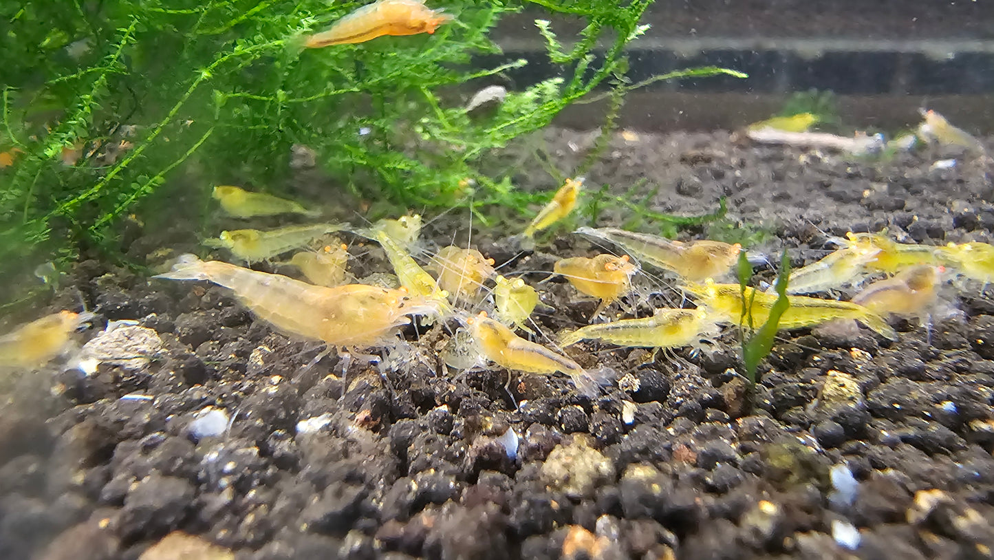 Orange Eye Yellow King Kong