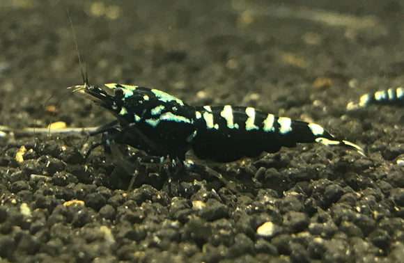 Black Galaxy Shrimp plus for DOA