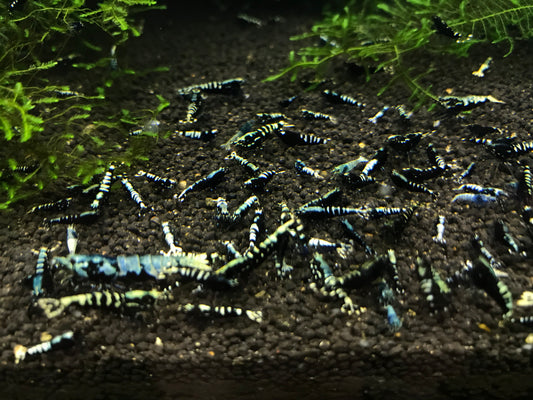 BLACK GALAXY Mix A/S plus for DOA