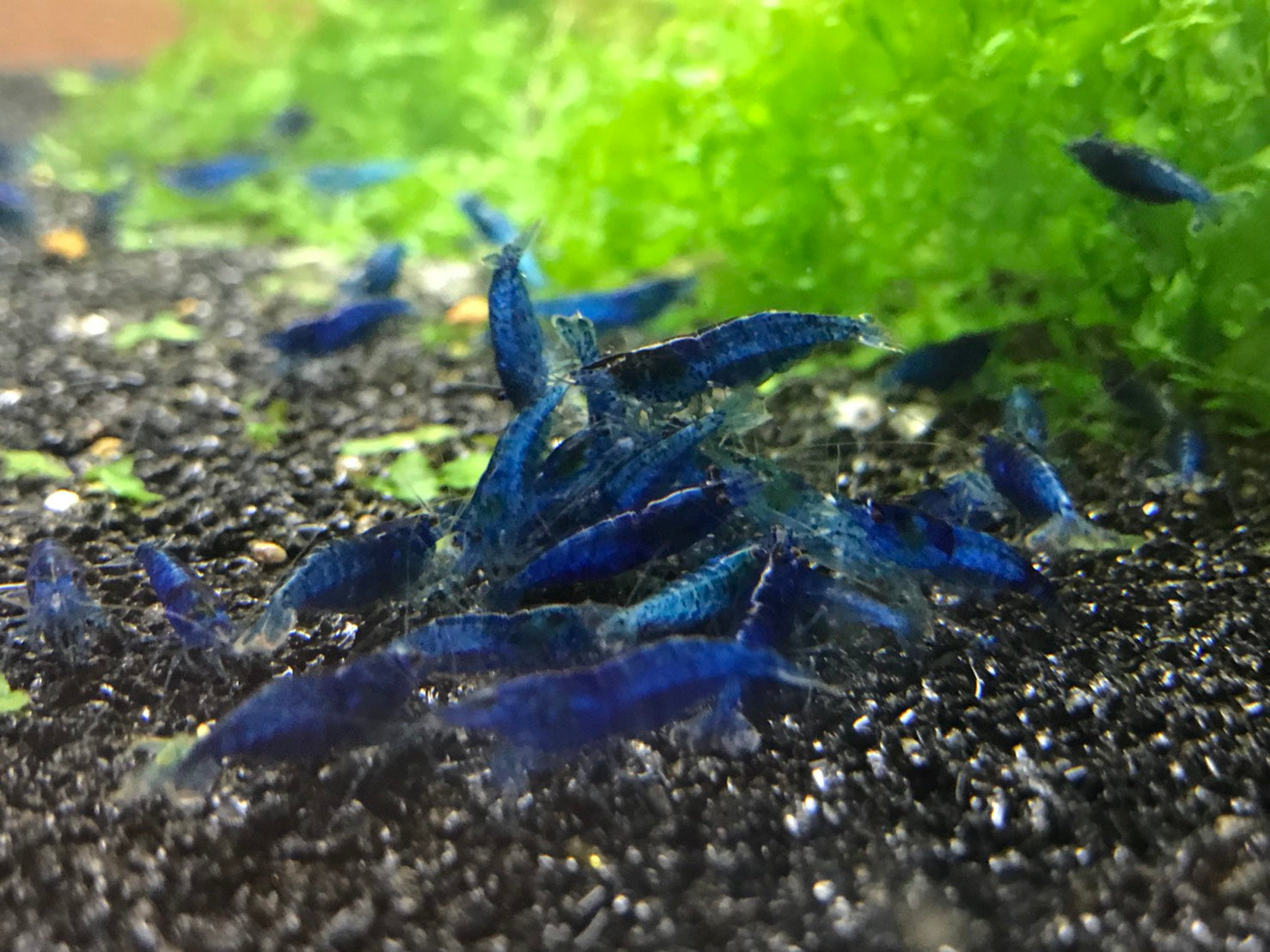 Blue Dream/ Ultra Blue plus for DOA – Blue Crown Aqua