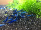 Blue Dream/ Ultra Blue Shrimp plus for DOA