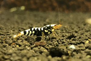 Black Fancy Tiger Shrimp A/S Grade plus DOA extra)