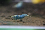 Blue Bolt Shrimp Grade SSS (Pack of 5) PREORDER ONLY