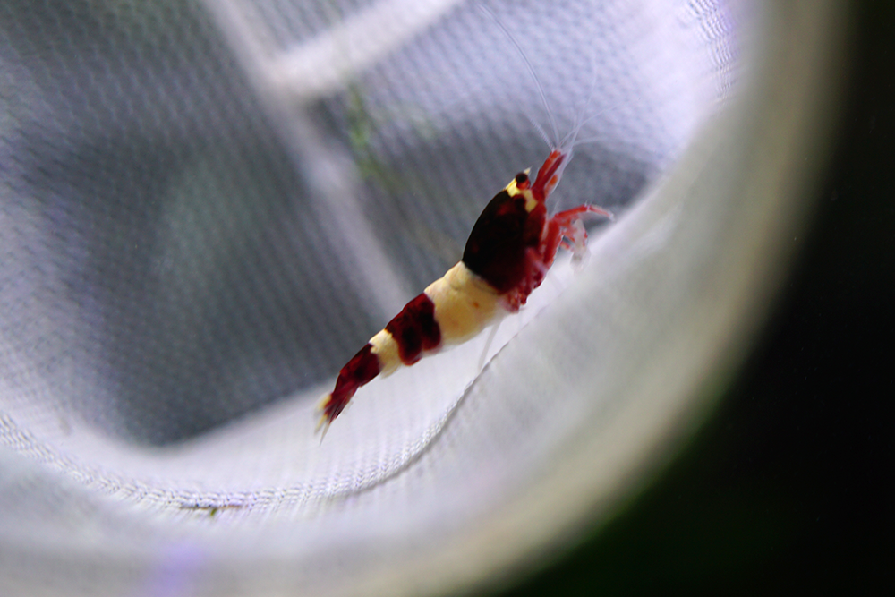 Red King Kong Shrimp plus for DOA Blue Crown Aqua