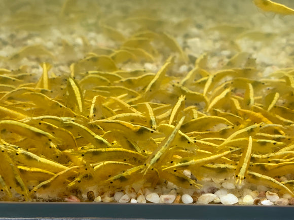 Golden Back / Ultra Gold Shrimp plus for DOA
