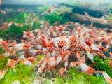 Red Rili Shrimp plus for DOA