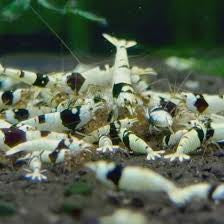 Caridina Care Sheet