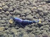 Freshwater Purple Metallic Nanashi Pinto (PACK OF 5) PREORDER ONLY
