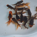 Pom Pom Copper Oranda Juvenile