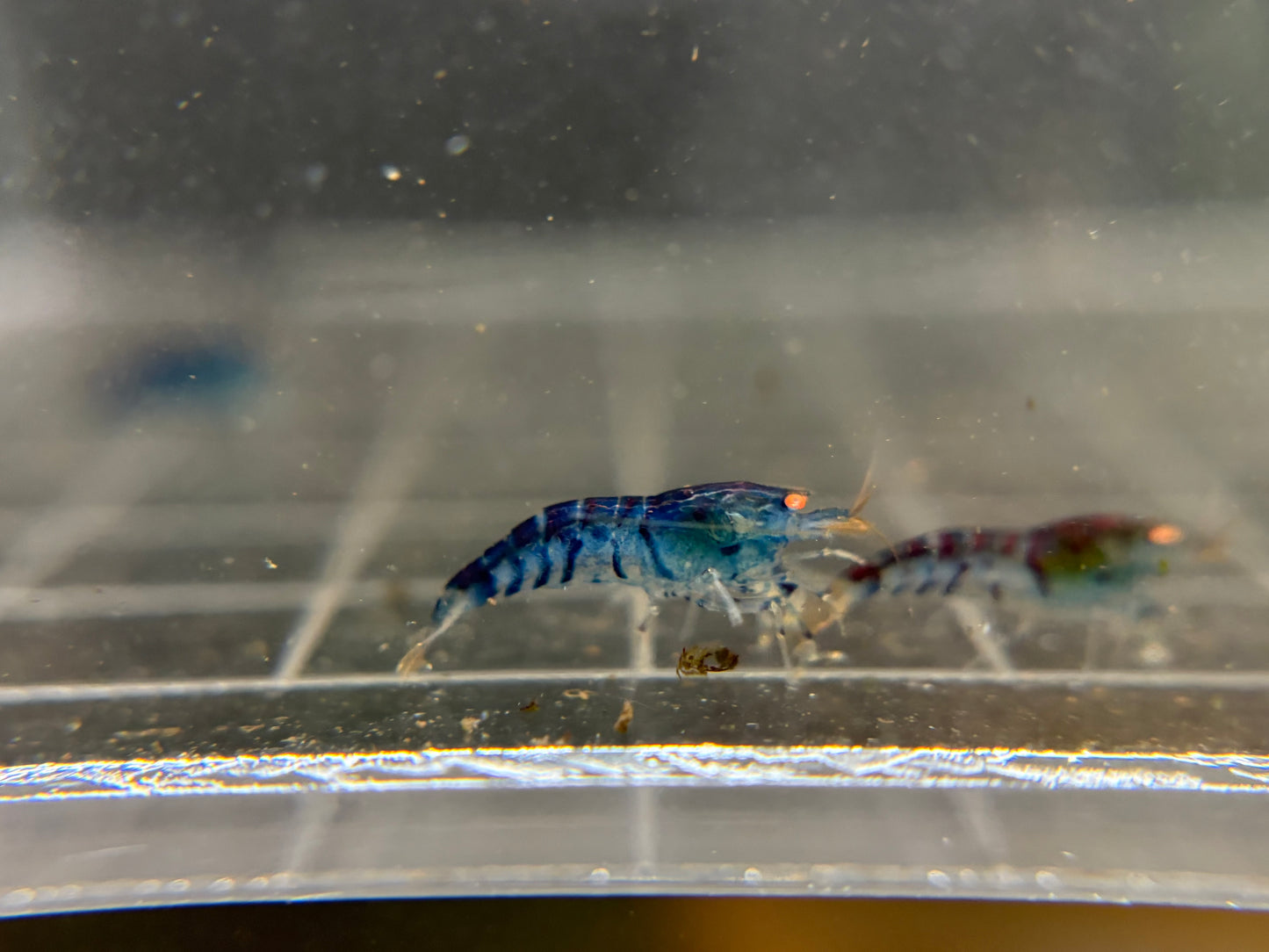 ORANGE EYE - BLUE TIGER Ornamental