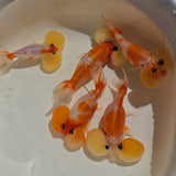 Red & White Sakura Bubble Eye Goldfish