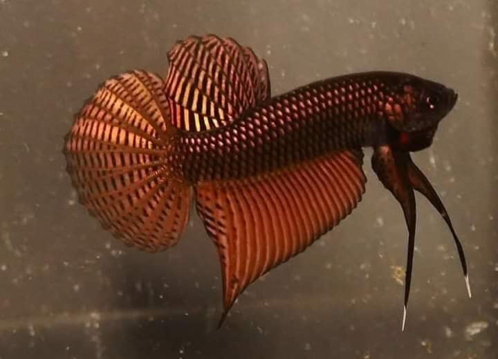 Copper Sparagdina  wild betta  male