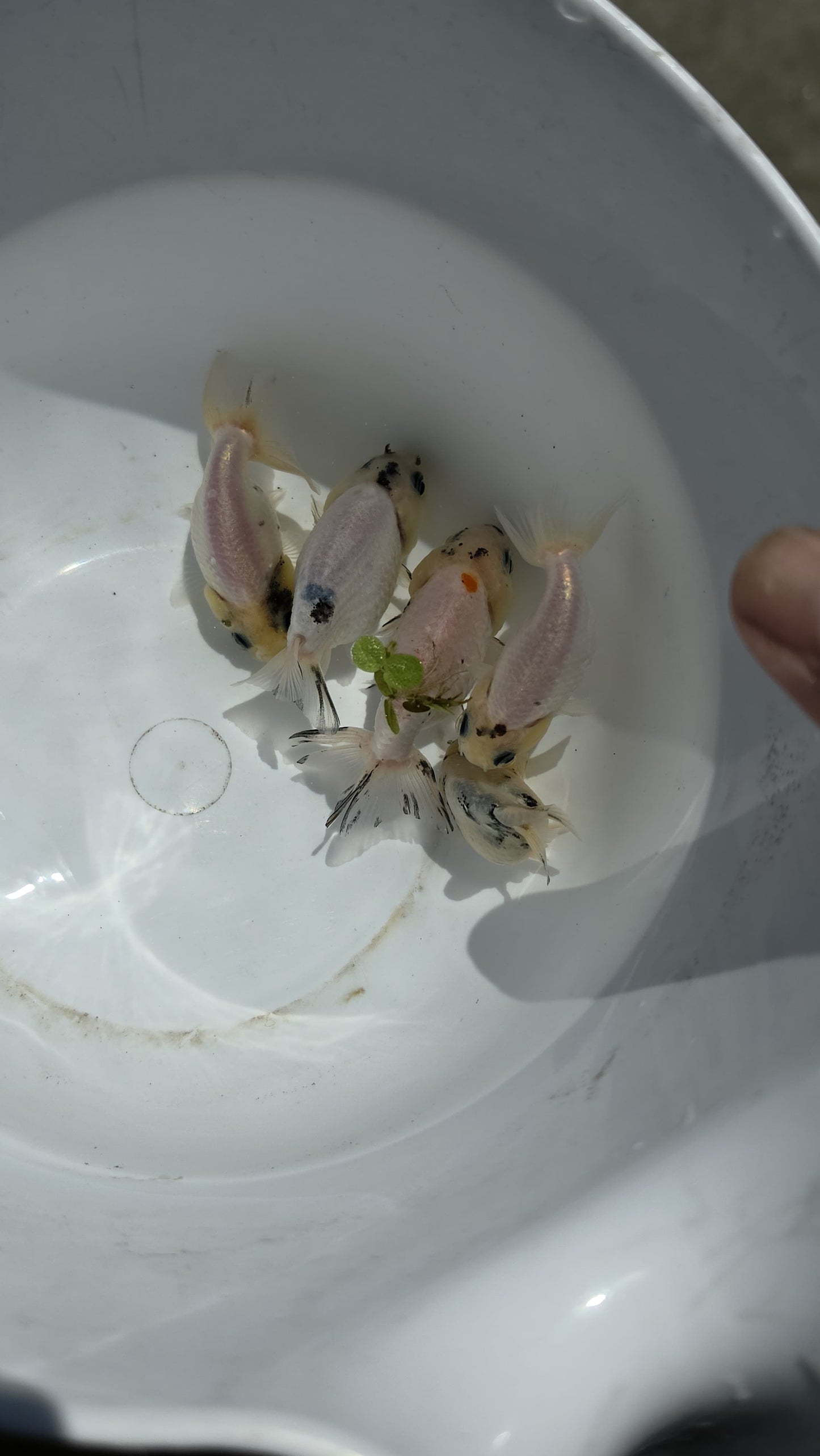 Mixed Ranchu 2.5 inch (Copy)