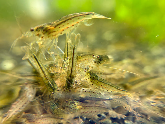 Amano