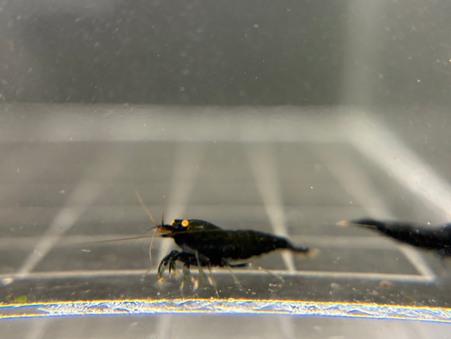 Orange Eye Black Devil Caridina