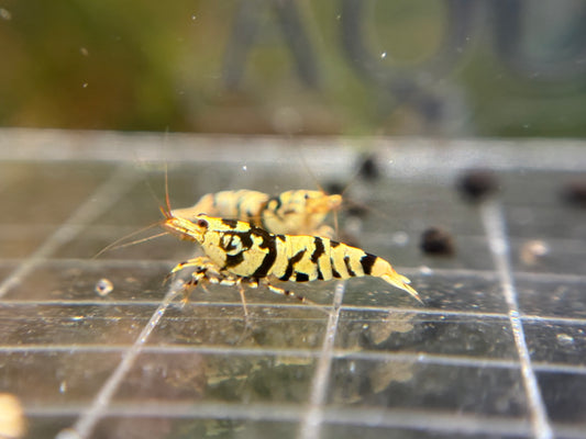 Black fancy tiger Breeder Ji Hong