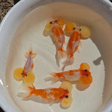 Red & White Sakura Bubble Eye Goldfish