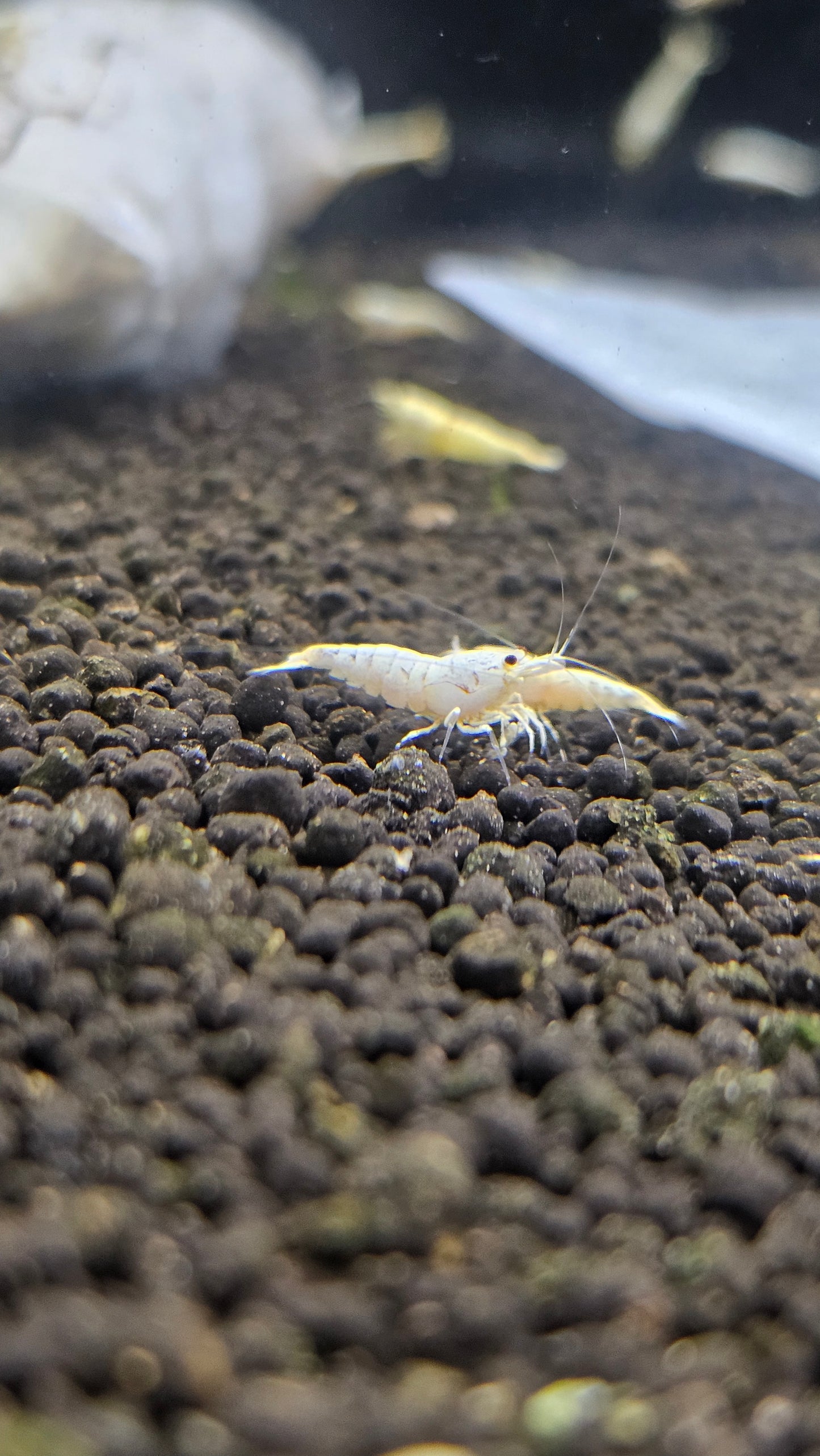 SNOW WHITE SHRIMP