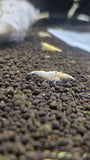 Freshwater White Bee plus for DOA