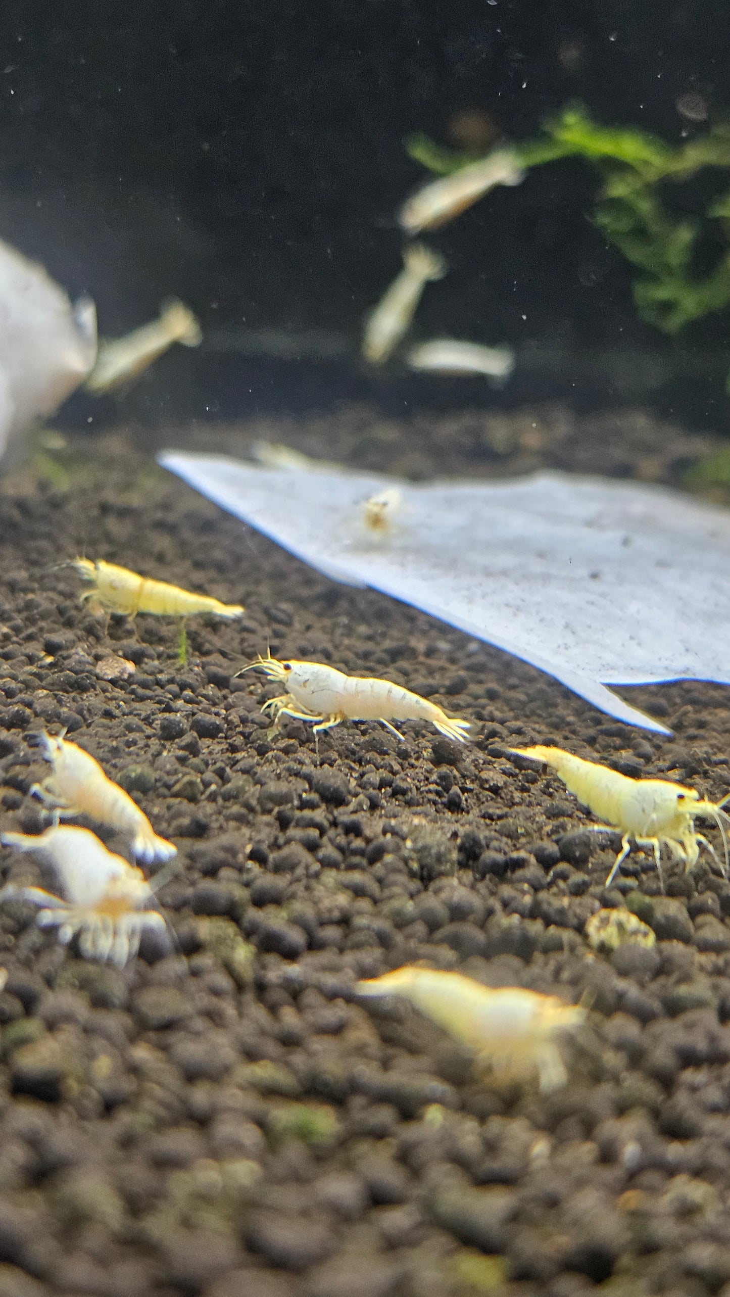 SNOW WHITE SHRIMP