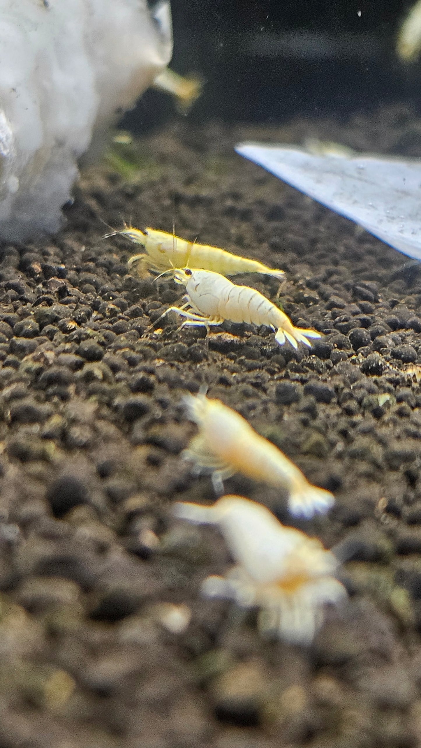 SNOW WHITE SHRIMP