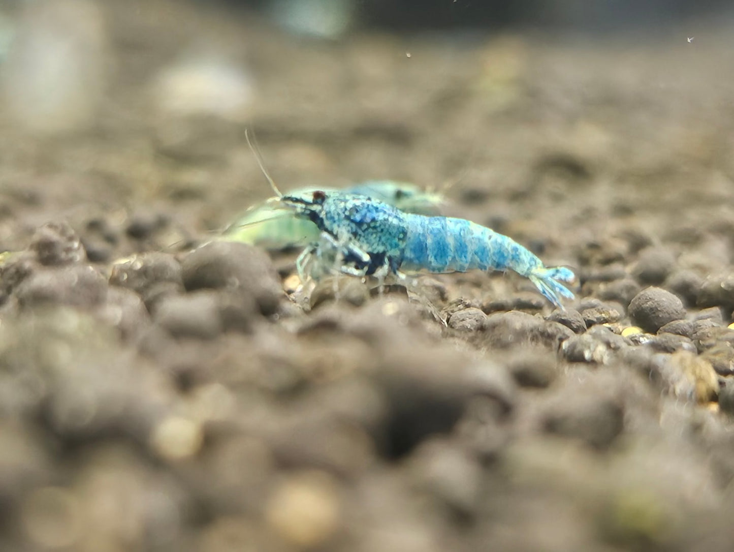 BLUE BOLT