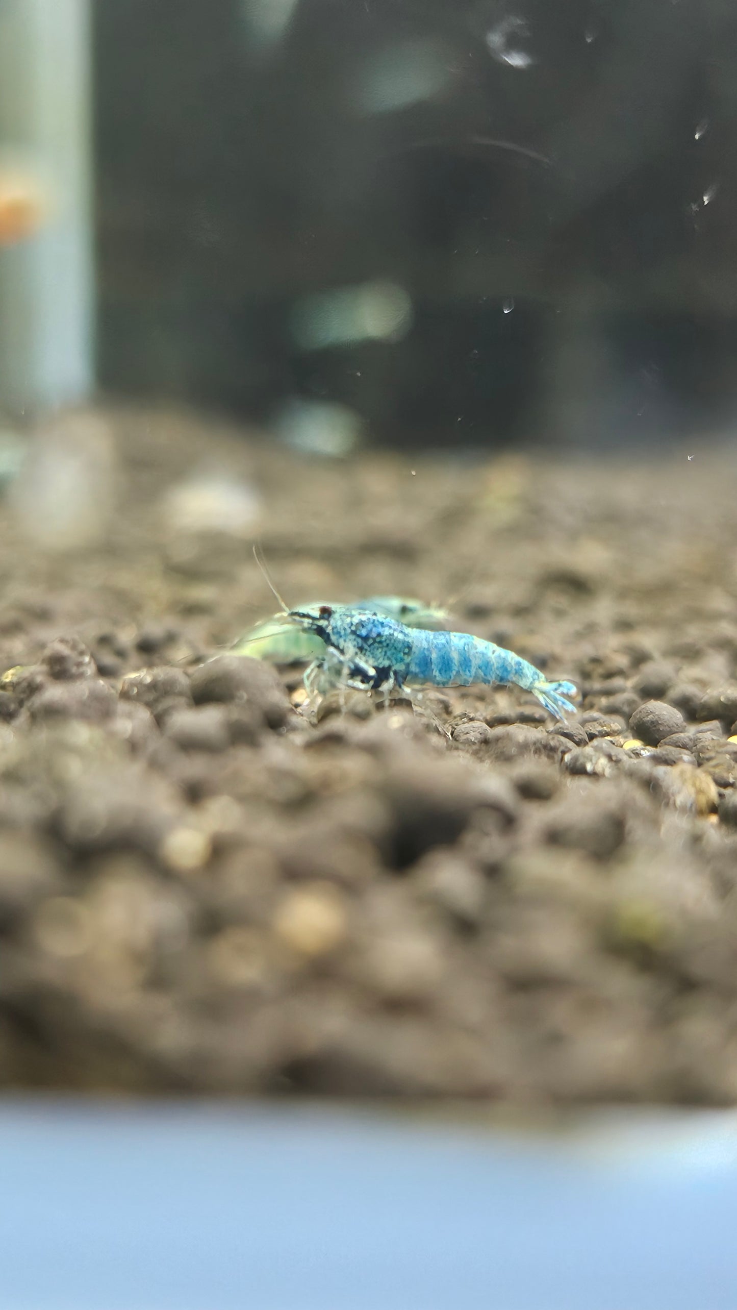 Blue Bolt A/S plus for DOA