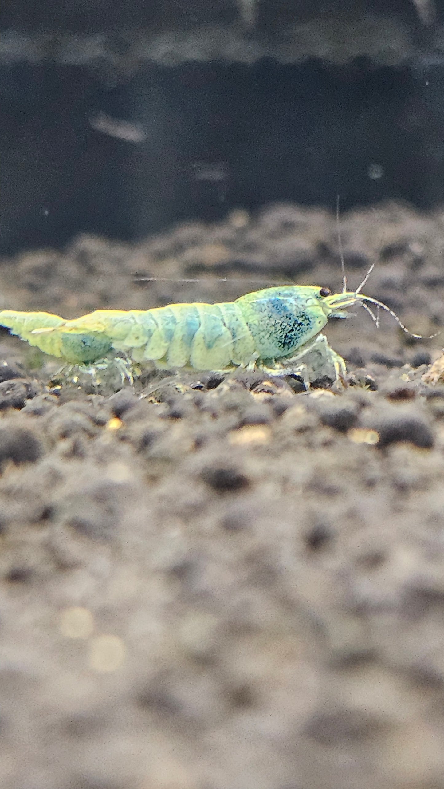 Blue Bolt A/S plus for DOA