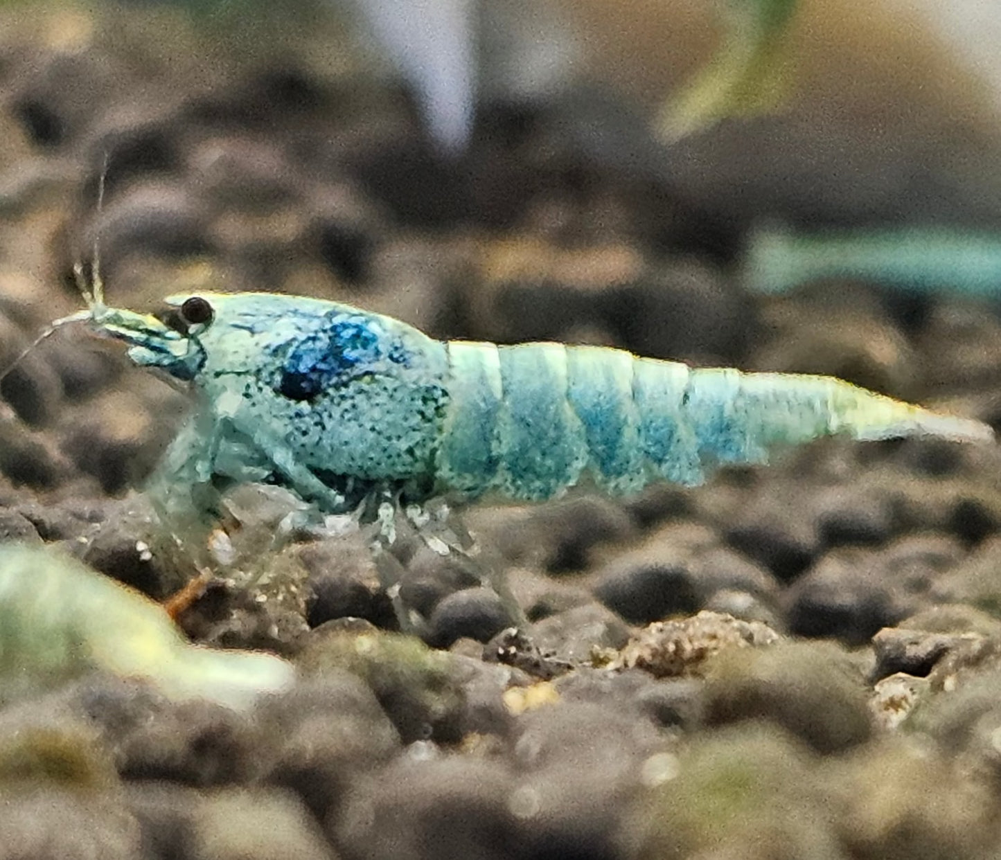 BLUE BOLT