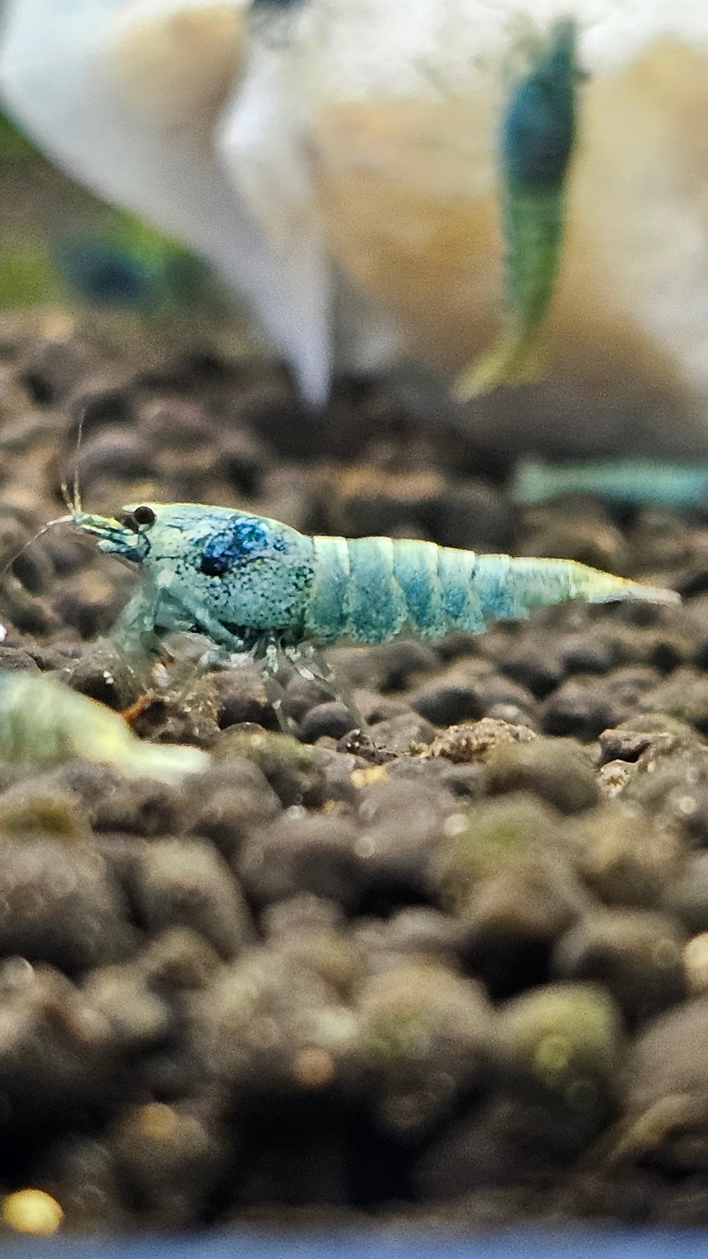 Blue Bolt A/S plus for DOA