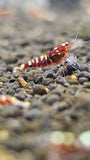 Freshwater Red Pinto plus for DOA
